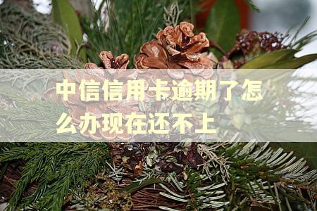 中信信用卡逾期了怎么办现在还不上