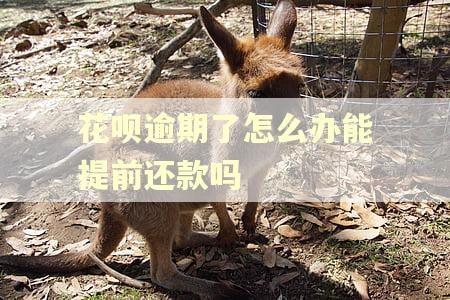 花呗逾期了怎么办能提前还款吗