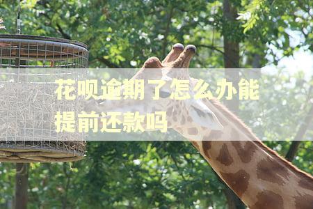 花呗逾期了怎么办能提前还款吗
