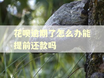 花呗逾期了怎么办能提前还款吗