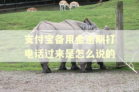 支付宝备用金逾期打电话过来是怎么说的