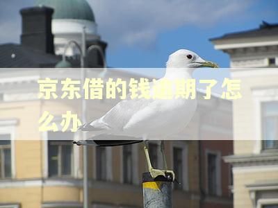 京东借的钱逾期了怎么办 京东借的钱逾期了怎么办