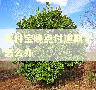 支付宝晚点付逾期了怎么办 支付宝晚点付逾期了怎么办