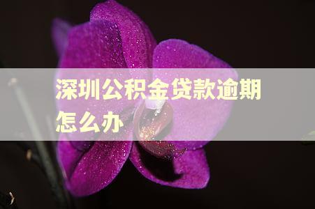 深圳公积金贷款逾期怎么办