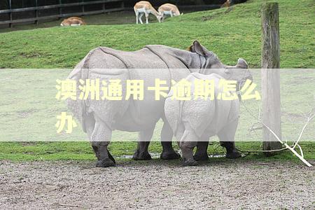 澳洲通用卡逾期怎么办