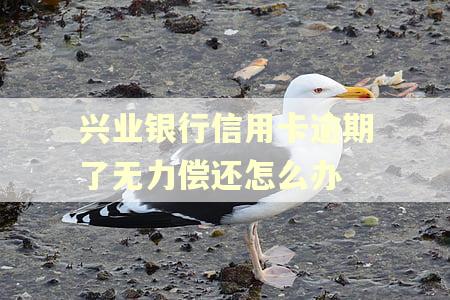 兴业银行信用卡逾期了无力偿还怎么办