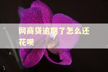 网商贷逾期了怎么还花呗