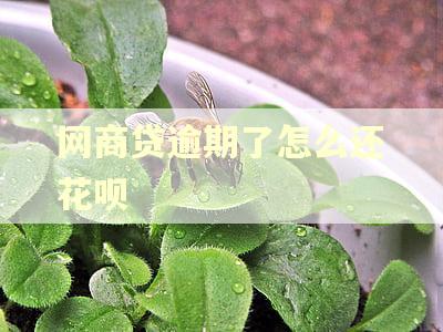 网商贷逾期了怎么还花呗 网商贷逾期了怎么还花呗
