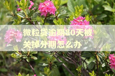 微粒贷逾期80天被关掉分期怎么办