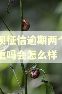 借呗征信逾期两个月严重吗会怎么样