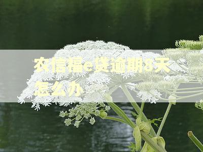 农信福e贷逾期8天怎么办