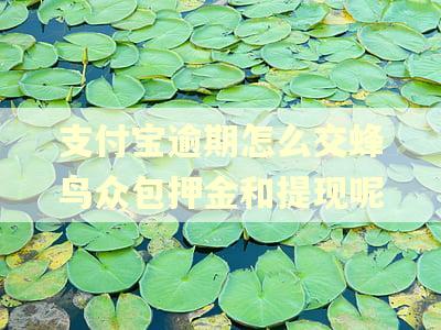 支付宝逾期怎么交蜂鸟众包押金和提现呢