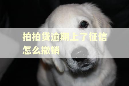 拍拍贷逾期上了征信怎么撤销 拍拍贷逾期上了征信怎么撤销
