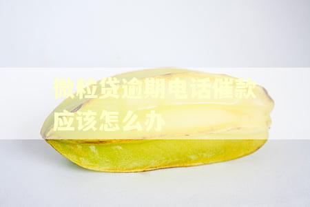 微粒贷逾期电话催款应该怎么办