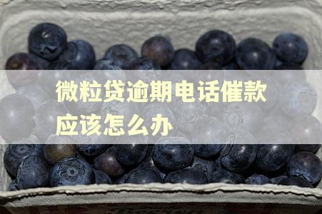 微粒贷逾期电话催款应该怎么办 微粒贷逾期电话催款应该怎么办