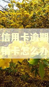 中信信用卡逾期一个月要销卡怎么办
