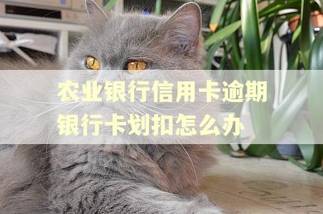 农业银行信用卡逾期银行卡划扣怎么办