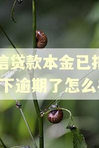 宜信贷款本金已扣完,剩下逾期了怎么办