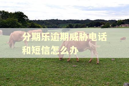 分期乐逾期威胁电话和短信怎么办