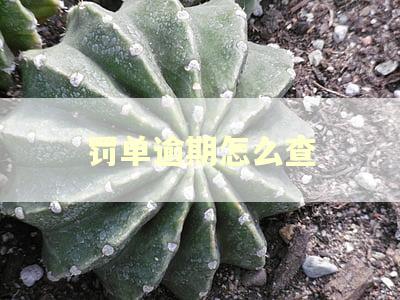 罚单逾期怎么查