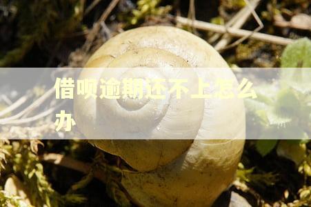 借呗逾期还不上怎么办 借呗逾期还不上怎么办