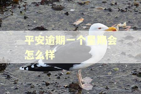 平安逾期一个星期会怎么样