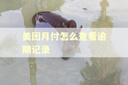 美团月付怎么查看逾期记录