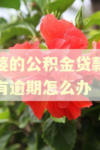 老婆的公积金贷款老公有逾期怎么办