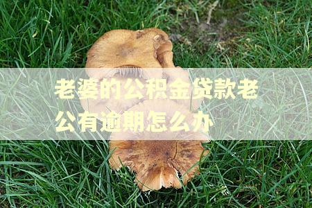 老婆的公积金贷款老公有逾期怎么办