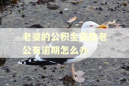 老婆的公积金贷款老公有逾期怎么办