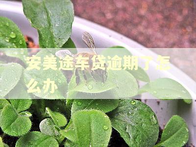 安美途车贷逾期了怎么办
