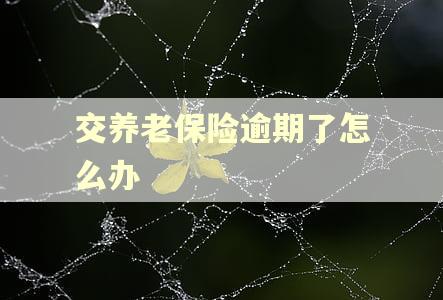 交养老保险逾期了怎么办