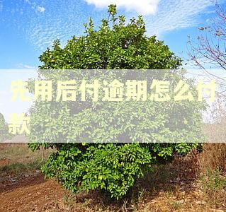 先用后付逾期怎么付款