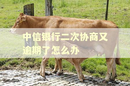 中信银行二次协商又逾期了怎么办