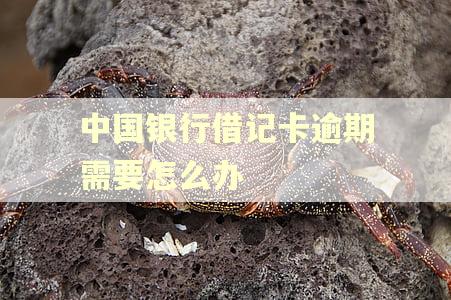 中国银行借记卡逾期需要怎么办