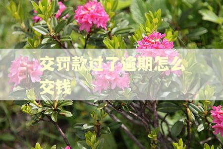 交罚款过了逾期怎么交钱
