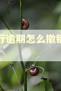 招行逾期怎么撤销征信