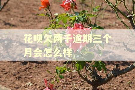 花呗欠两千逾期三个月会怎么样