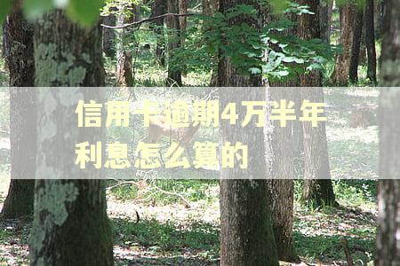 信用卡逾期4万半年利息怎么算的