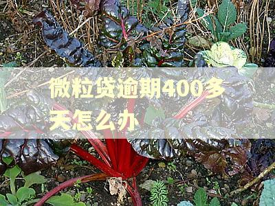 微粒贷逾期400多天怎么办 微粒贷逾期400多天怎么办