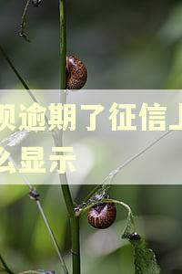 借呗逾期了征信上面怎么显示 借呗逾期了征信上面怎么显示