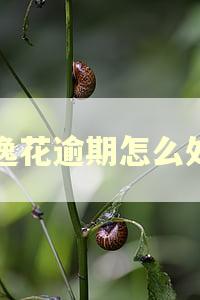 安逸花逾期怎么处理