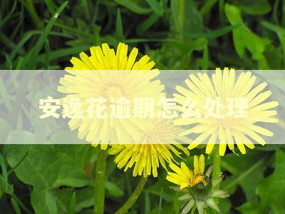 安逸花逾期怎么处理