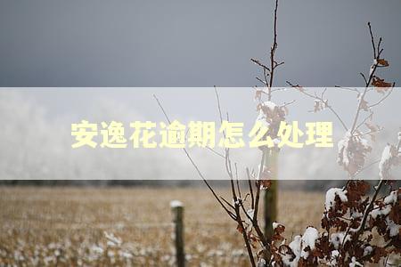 安逸花逾期怎么处理