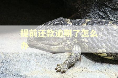 提前还款逾期了怎么办