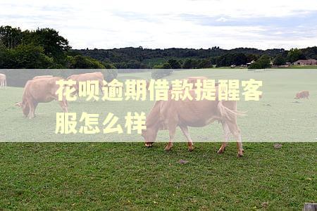 花呗逾期借款提醒客服怎么样