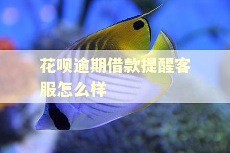 花呗逾期借款提醒客服怎么样 花呗逾期借款提醒客服怎么样