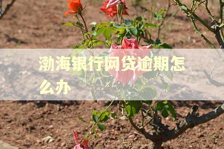 渤海银行网贷逾期怎么办