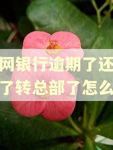 新网银行逾期了还不起了转总部了怎么办