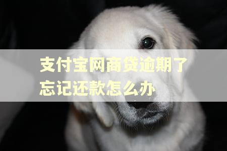 支付宝网商贷逾期了忘记还款怎么办